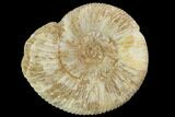 Perisphinctes Ammonite - Jurassic #100289-1
